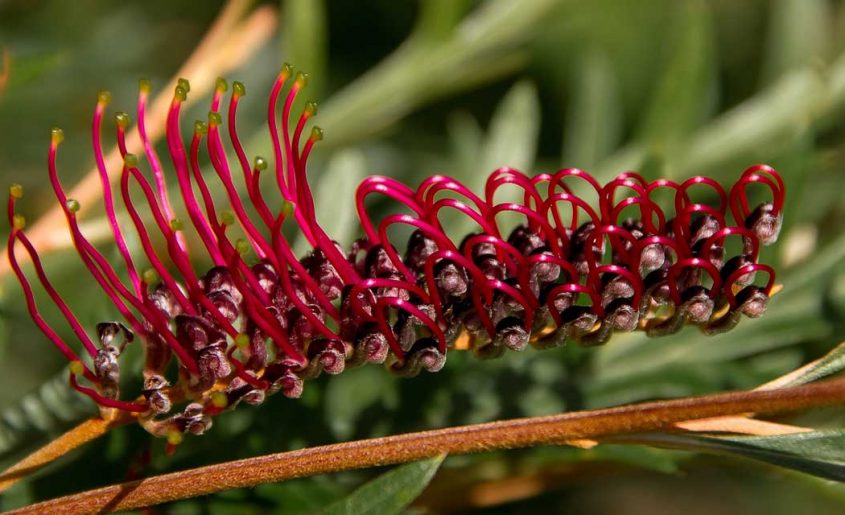 Australian Native Garden