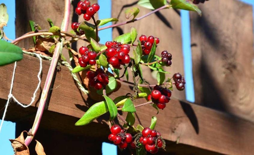 Timber Fence